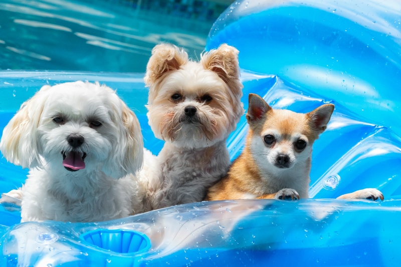 Controlling Humidity in Your Home. Three small dogs on a float in a pool.RM. rrDogs & Puppies.